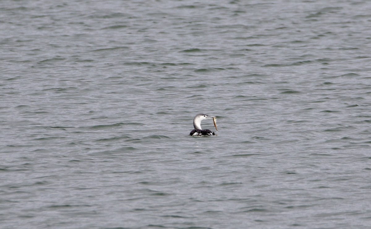 Red-throated Loon - ML86703091