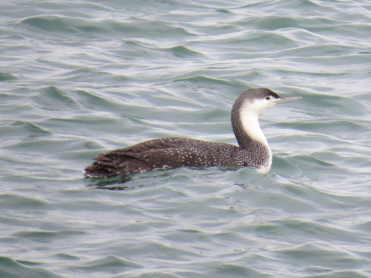 Red-throated Loon - ML86703131