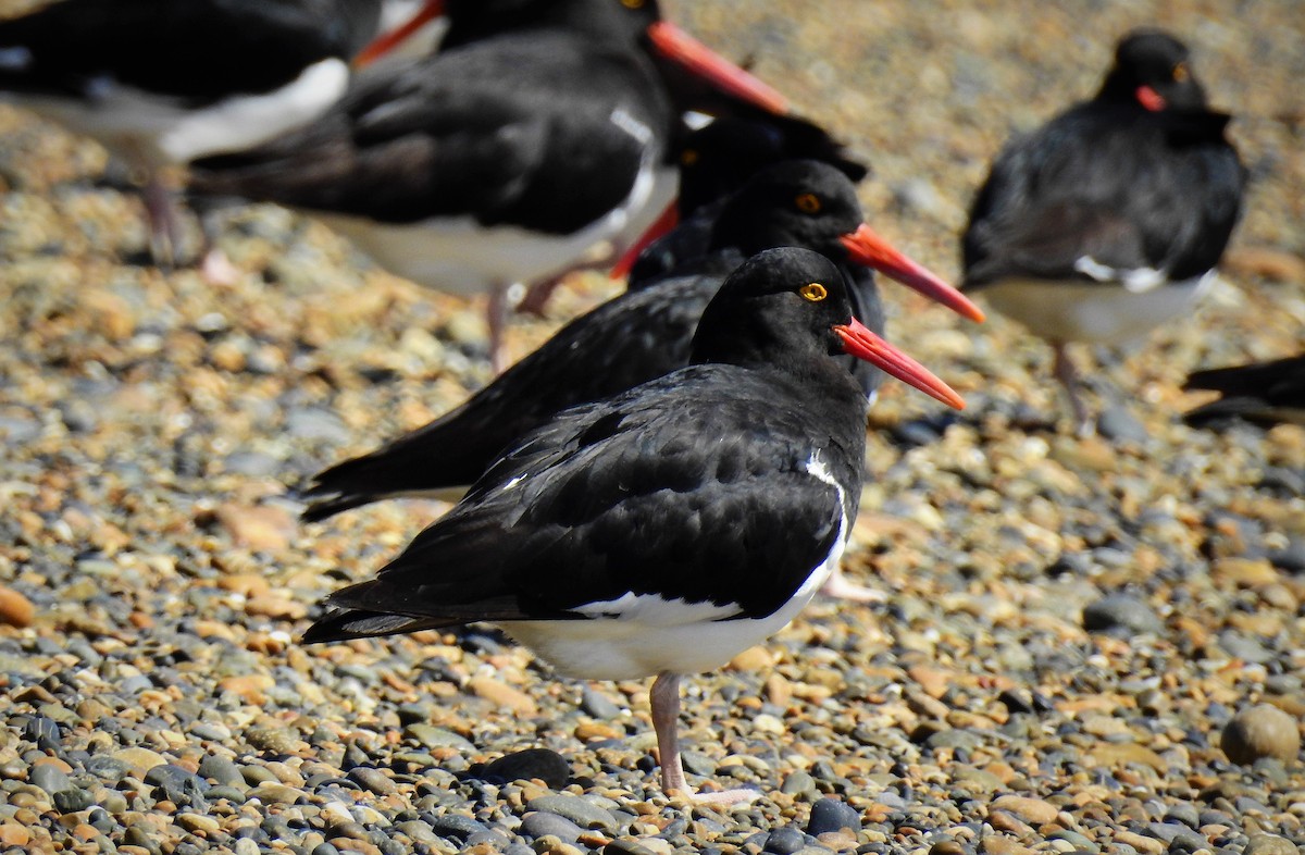 Magellanic Oystercatcher - ML86703981