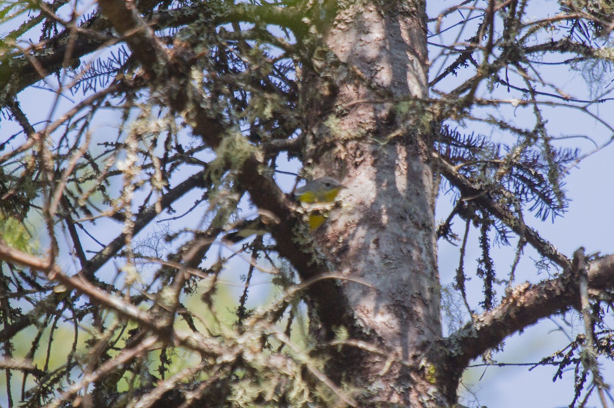 Magnolia Warbler - ML86706351