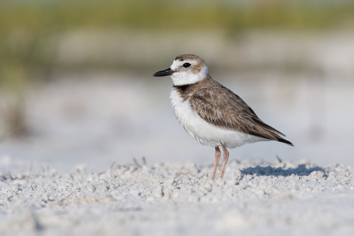 Wilson's Plover - Melissa James