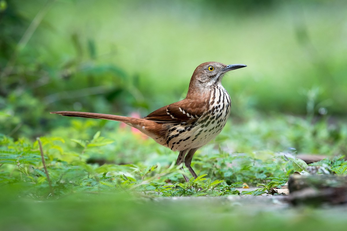 Brown Thrasher - ML86708941