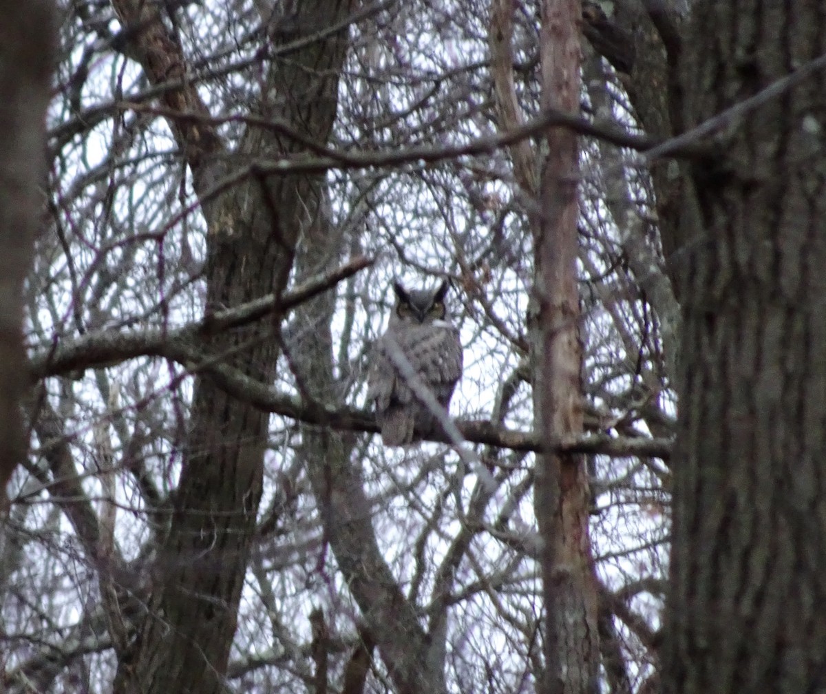 Great Horned Owl - ML86710841
