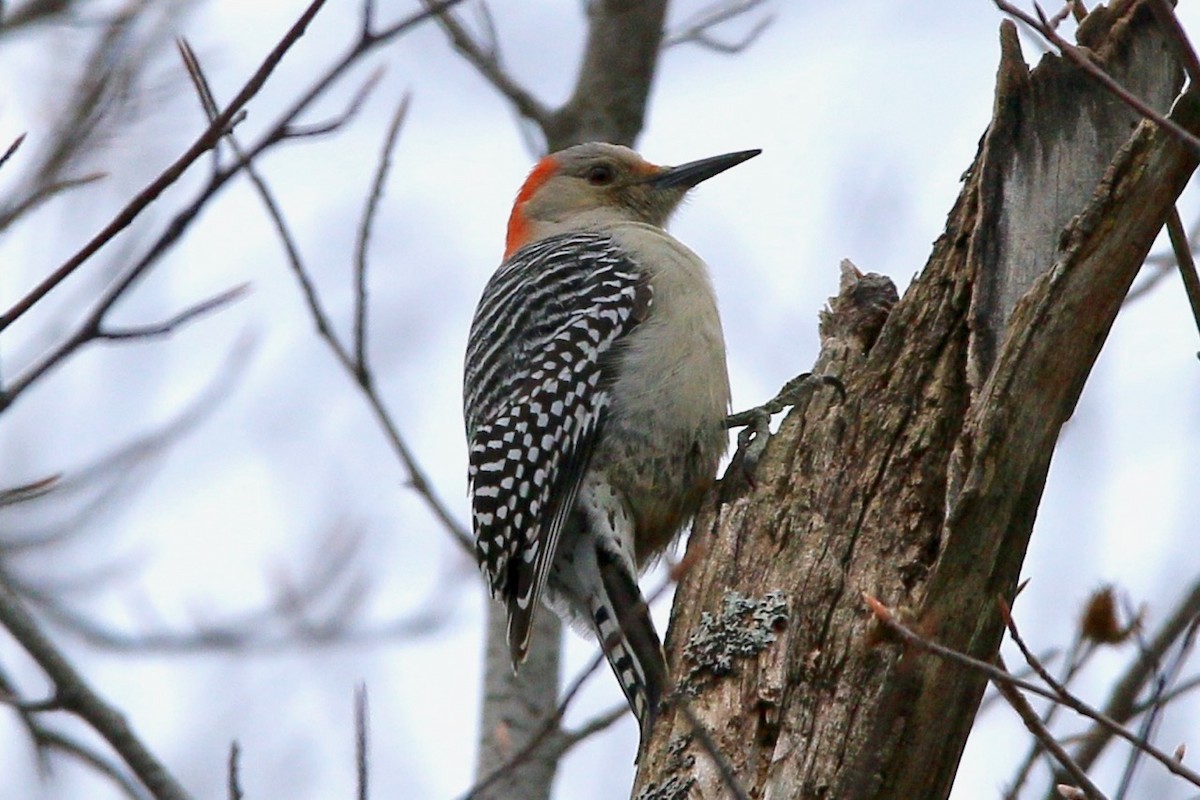 Red-bellied Woodpecker - ML86711991