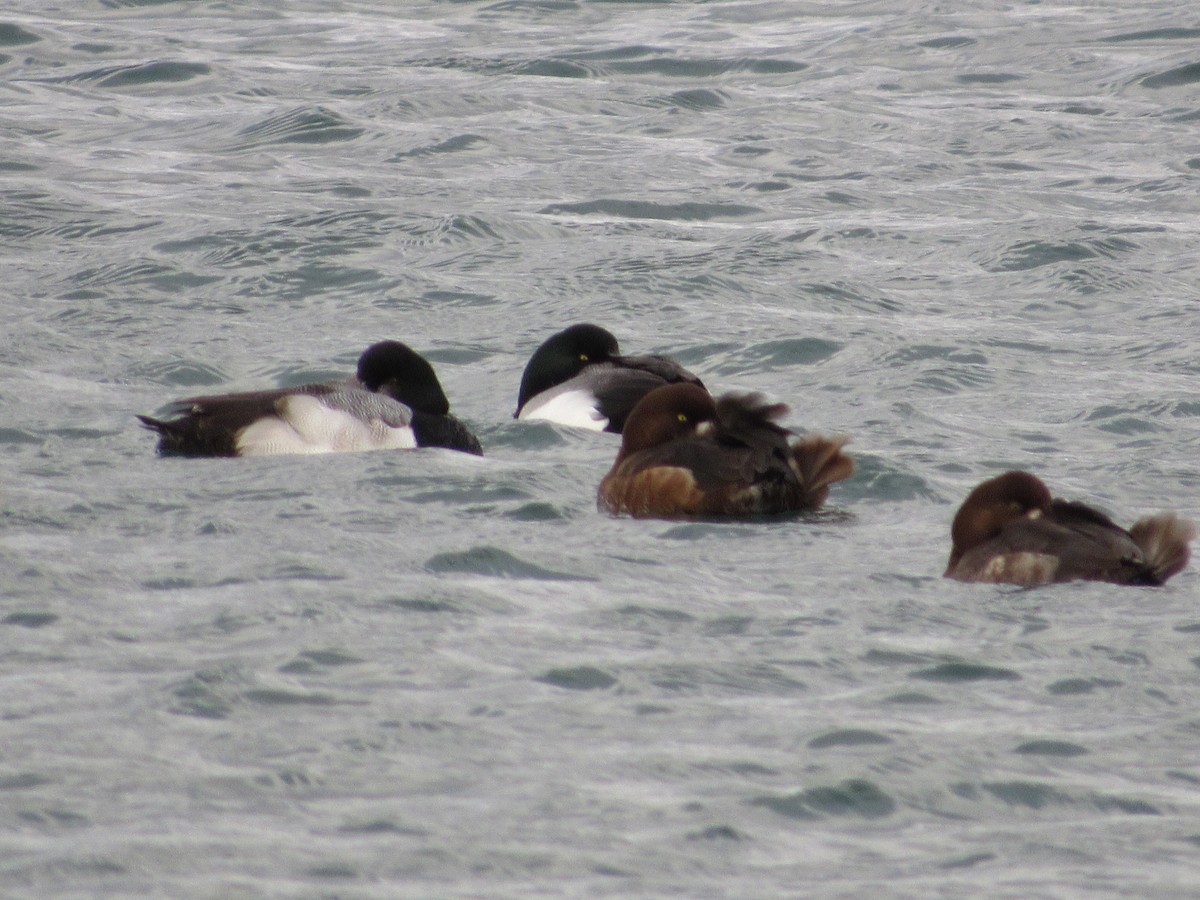 Greater Scaup - ML86712211