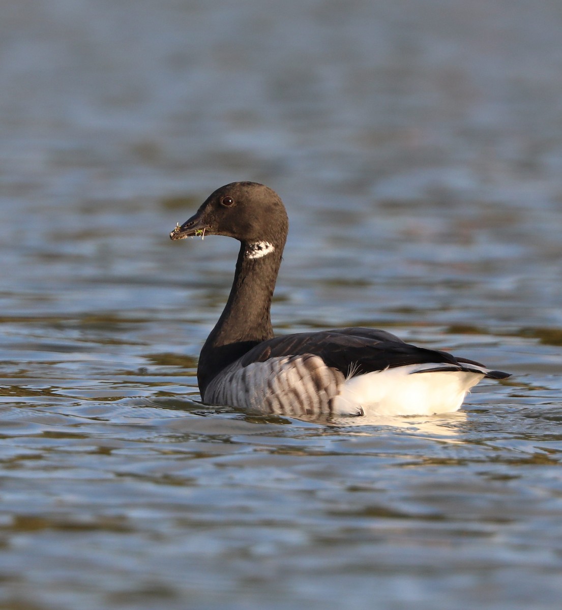 Brant - ML86712651