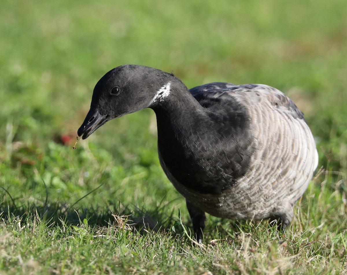 Branta musubeltza - ML86712661