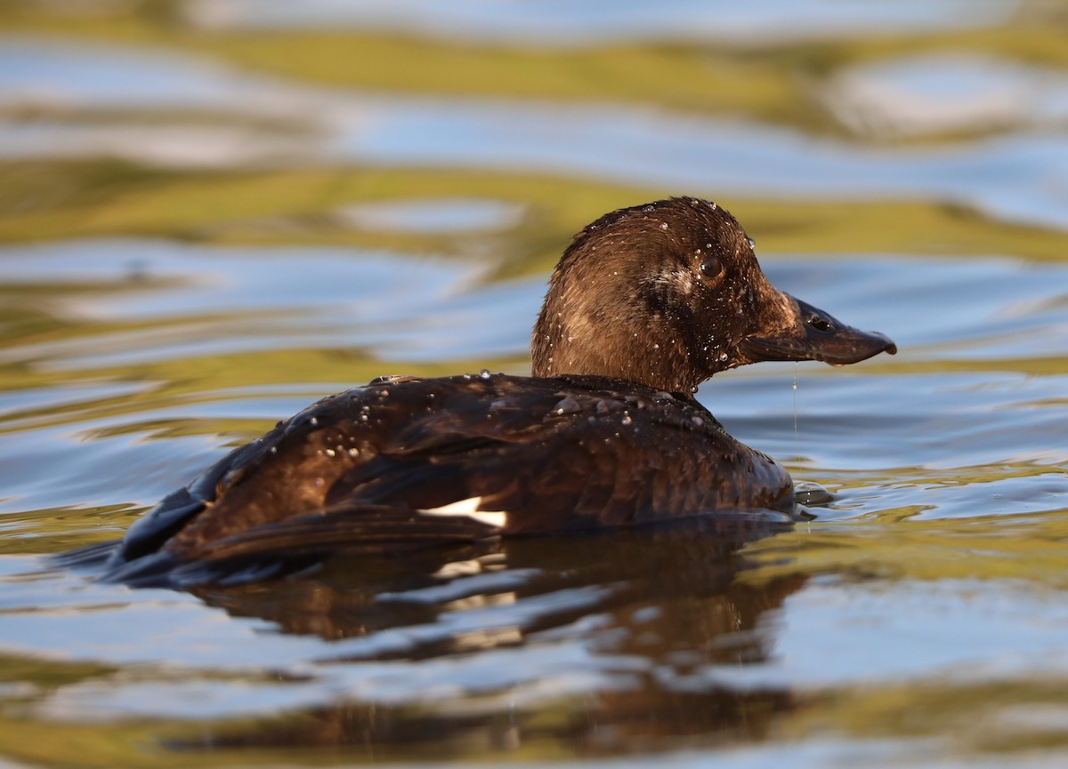 White-winged Scoter - Richard Brewer