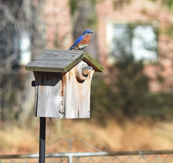 Eastern Bluebird - ML86713721