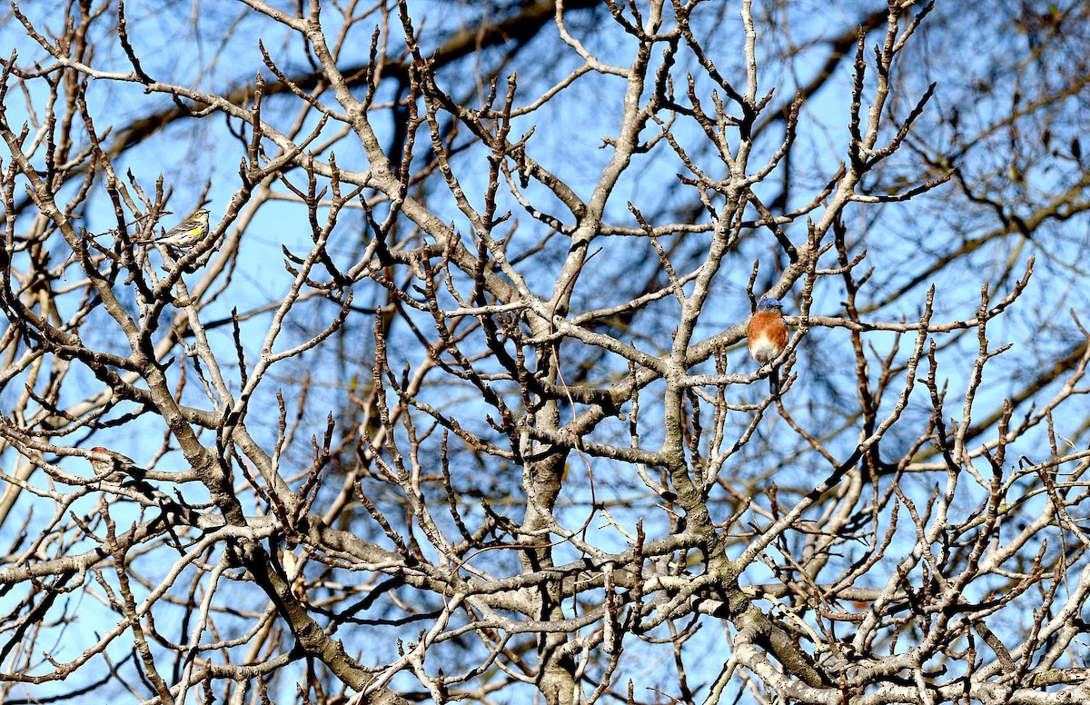 Eastern Bluebird - Stuart McCausland