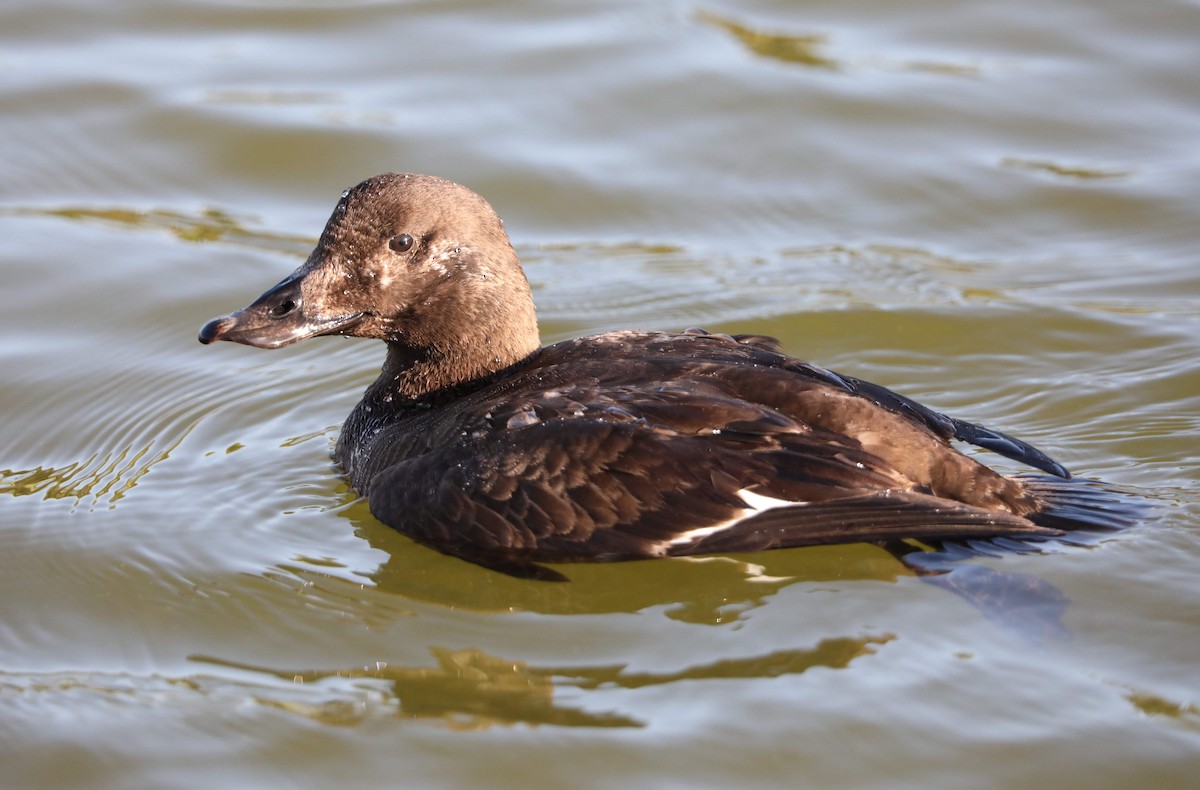 White-winged Scoter - ML86714161