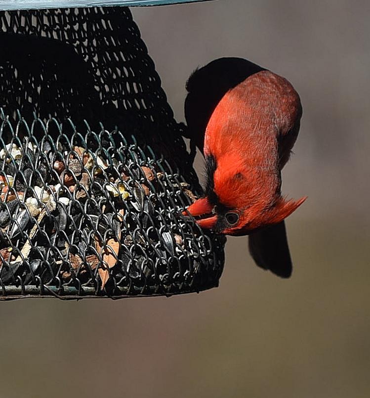 Northern Cardinal - ML86714321