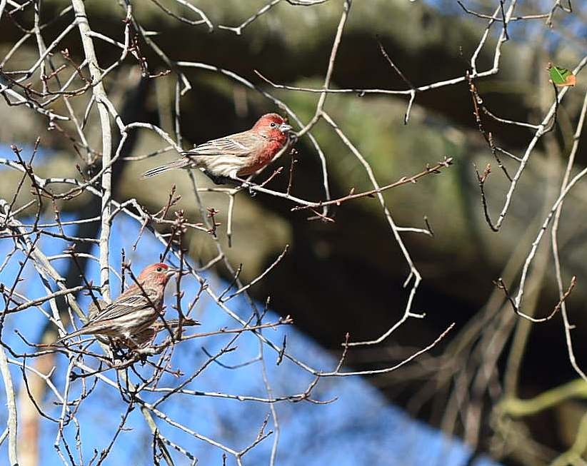 House Finch - ML86715591