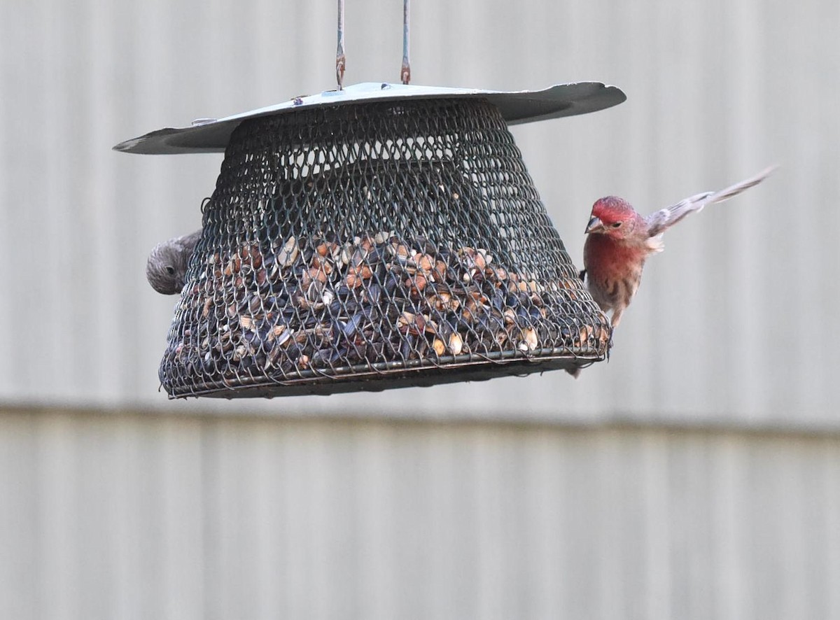 House Finch - Stuart McCausland