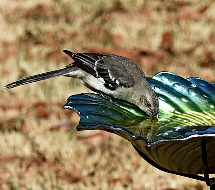 Northern Mockingbird - ML86716141