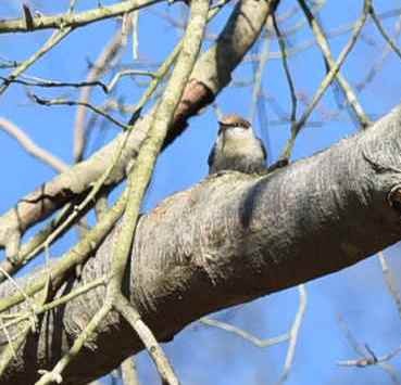 Brown-headed Nuthatch - ML86716271