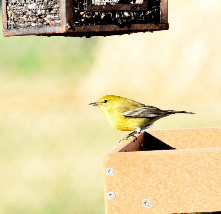 Pine Warbler - Stuart McCausland