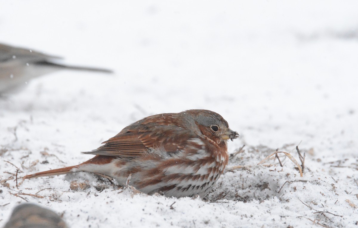 Fox Sparrow (Red) - ML86716561