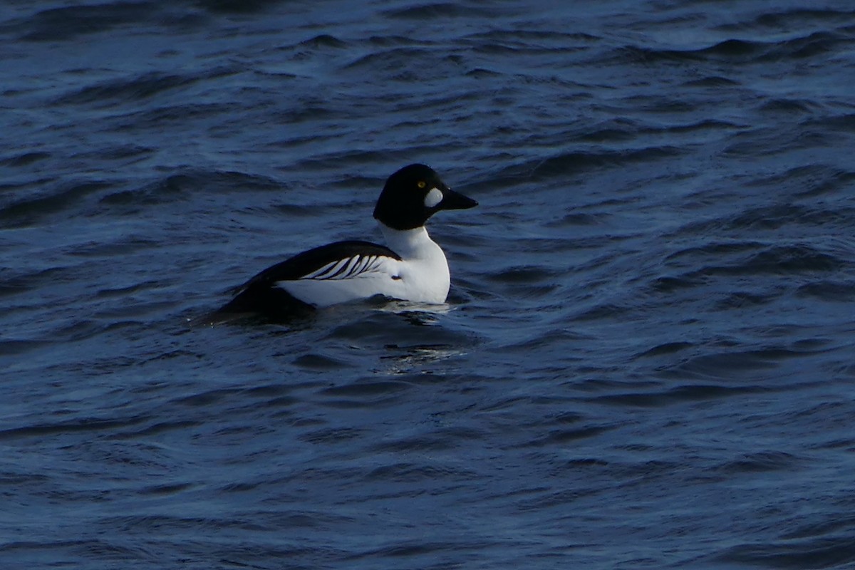 Common Goldeneye - Dan Nickerson