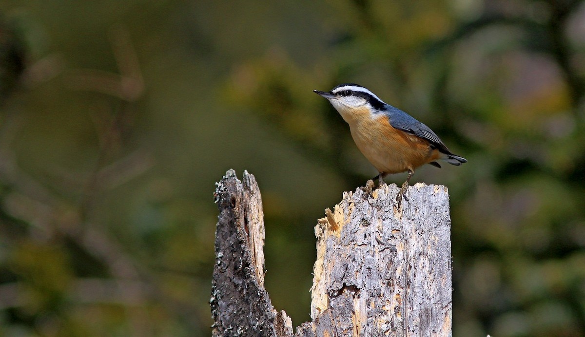 Red-breasted Nuthatch - Yves Gauthier (Mtl)
