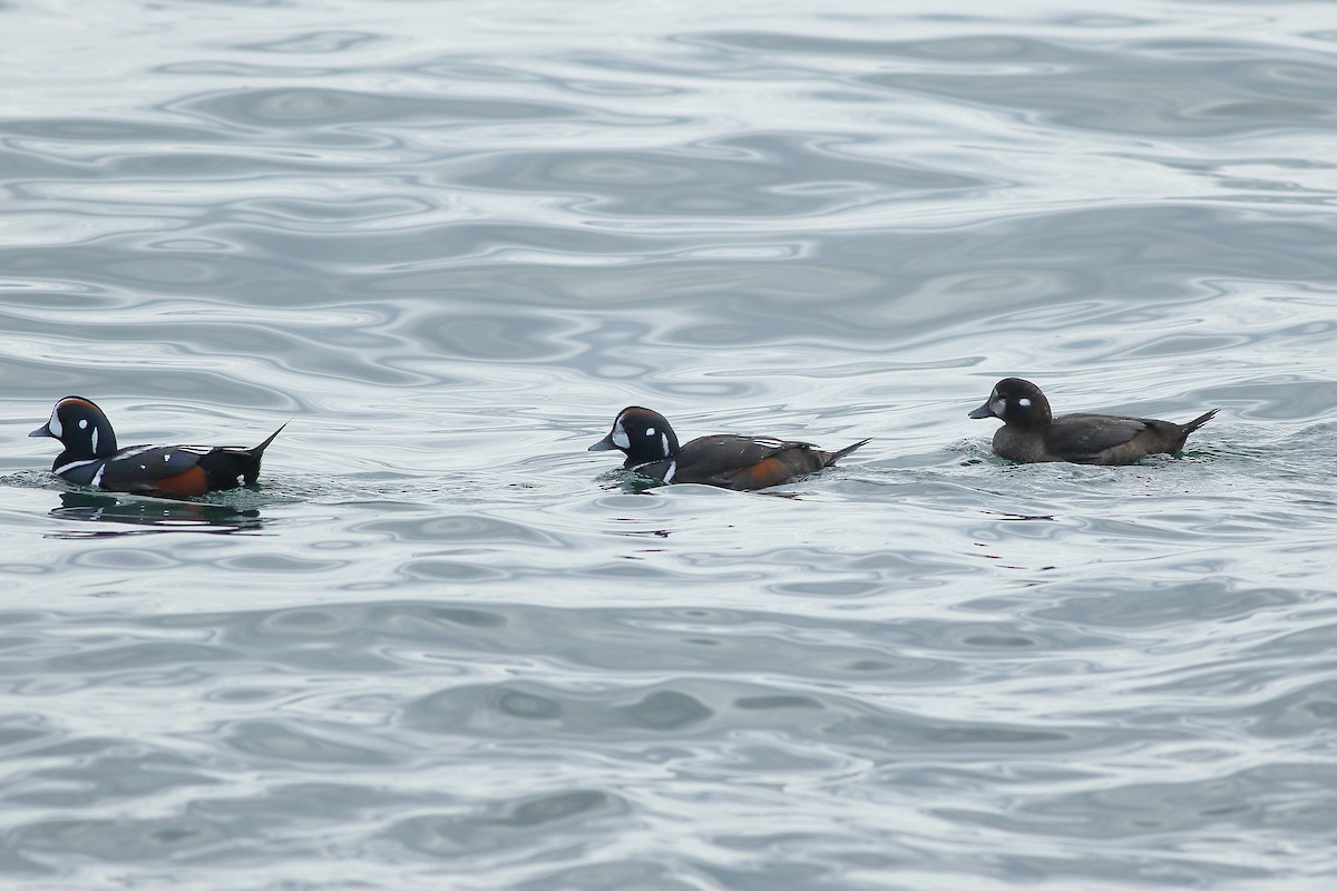 Harlequin Duck - ML86717731