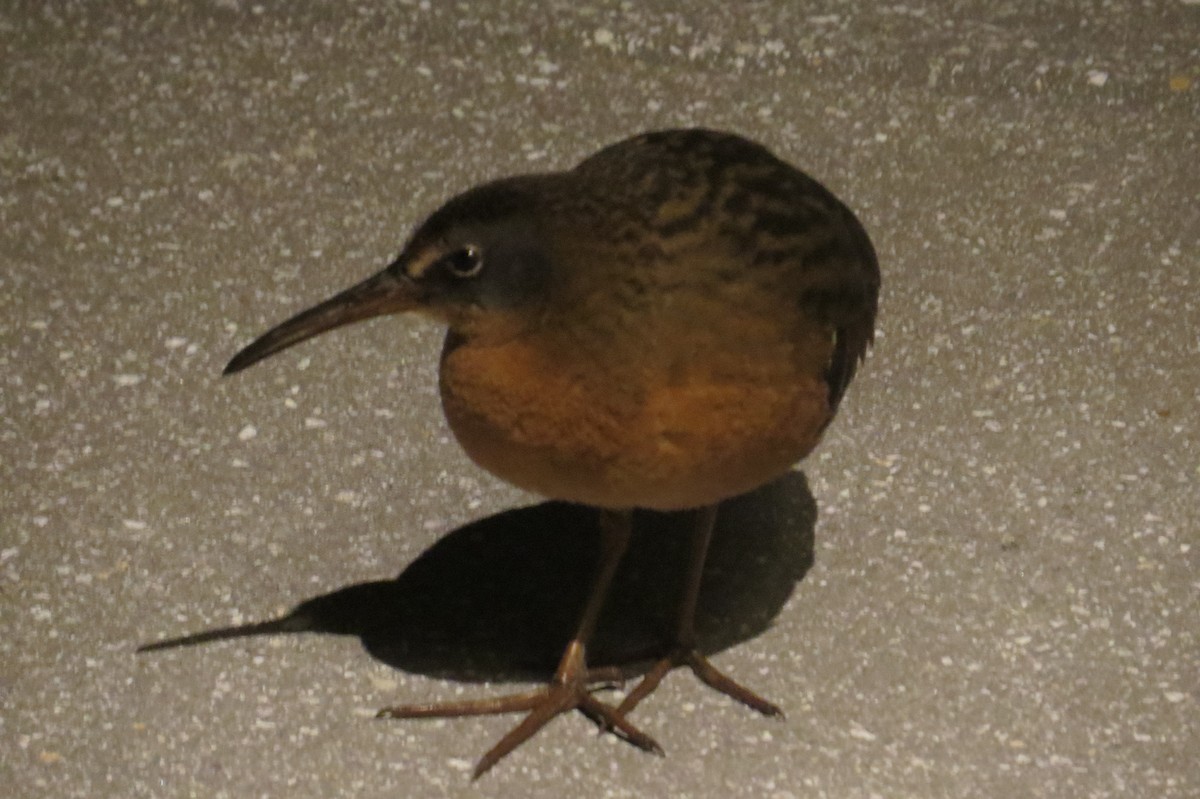 Virginia Rail - ML86717861