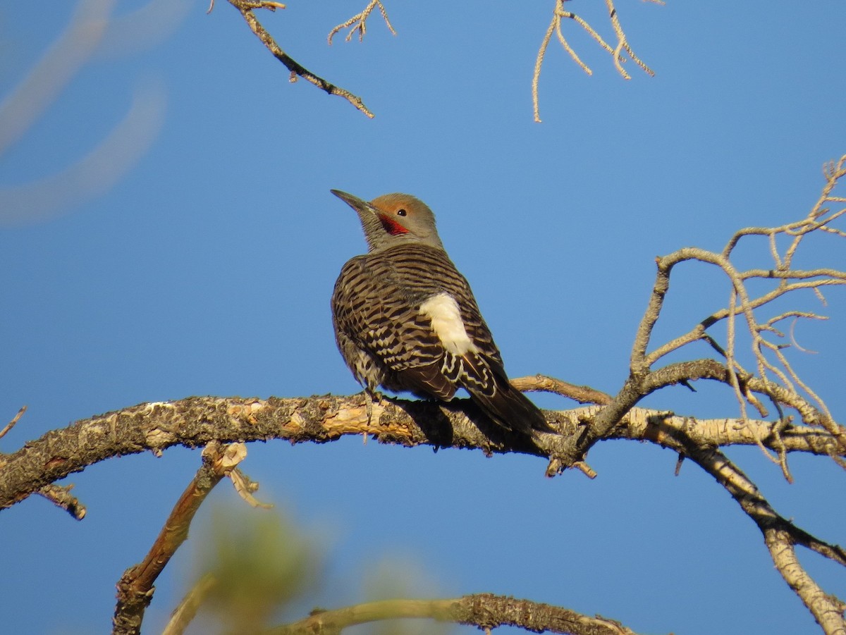 Northern Flicker (Red-shafted) - ML86717981