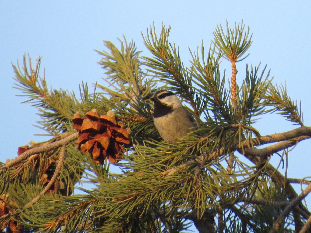 Mountain Chickadee - ML86718011
