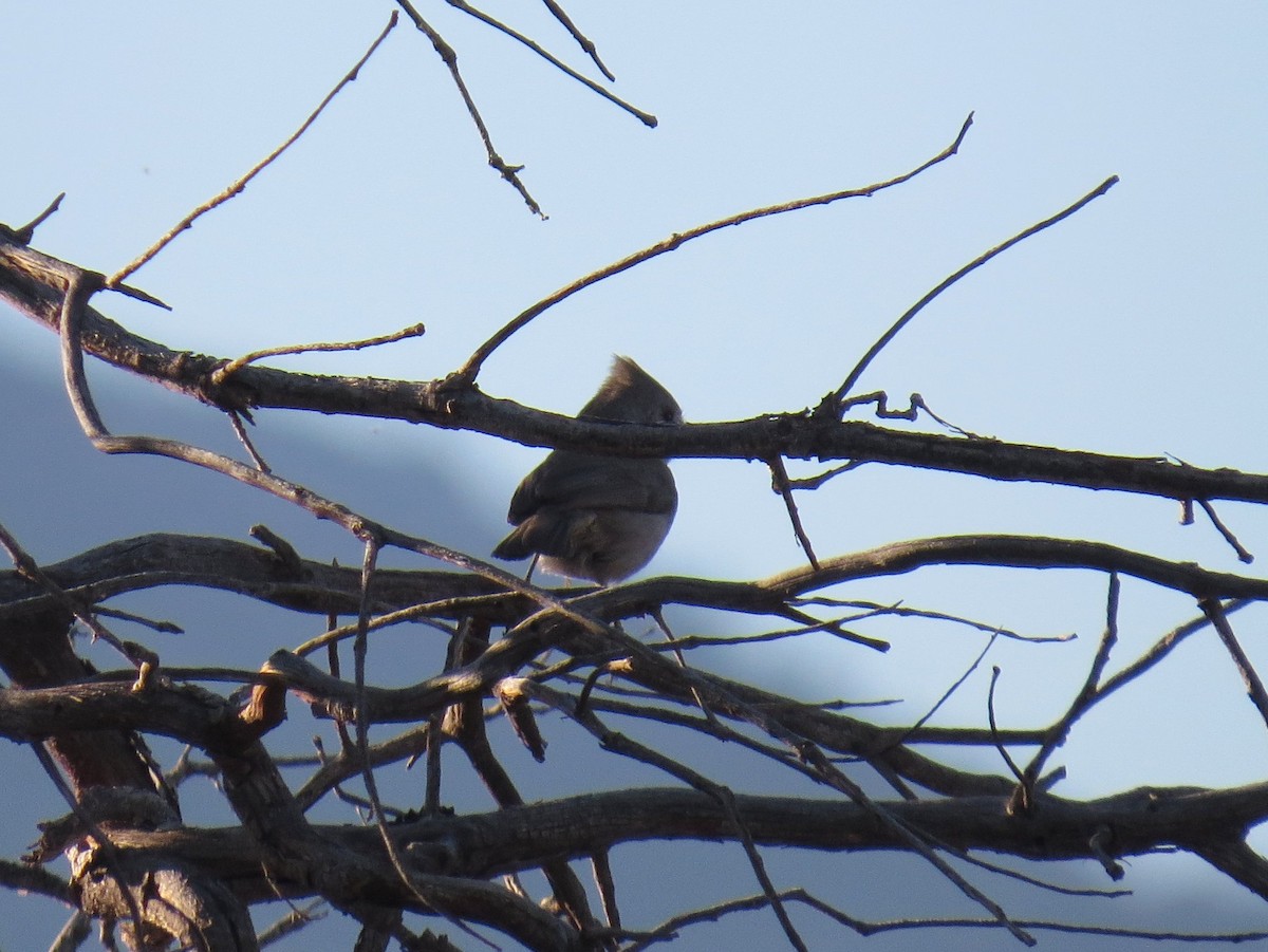 Oak Titmouse - ML86718151
