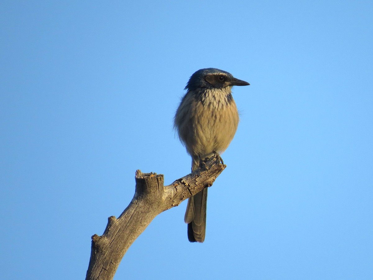 California Scrub-Jay - ML86718361