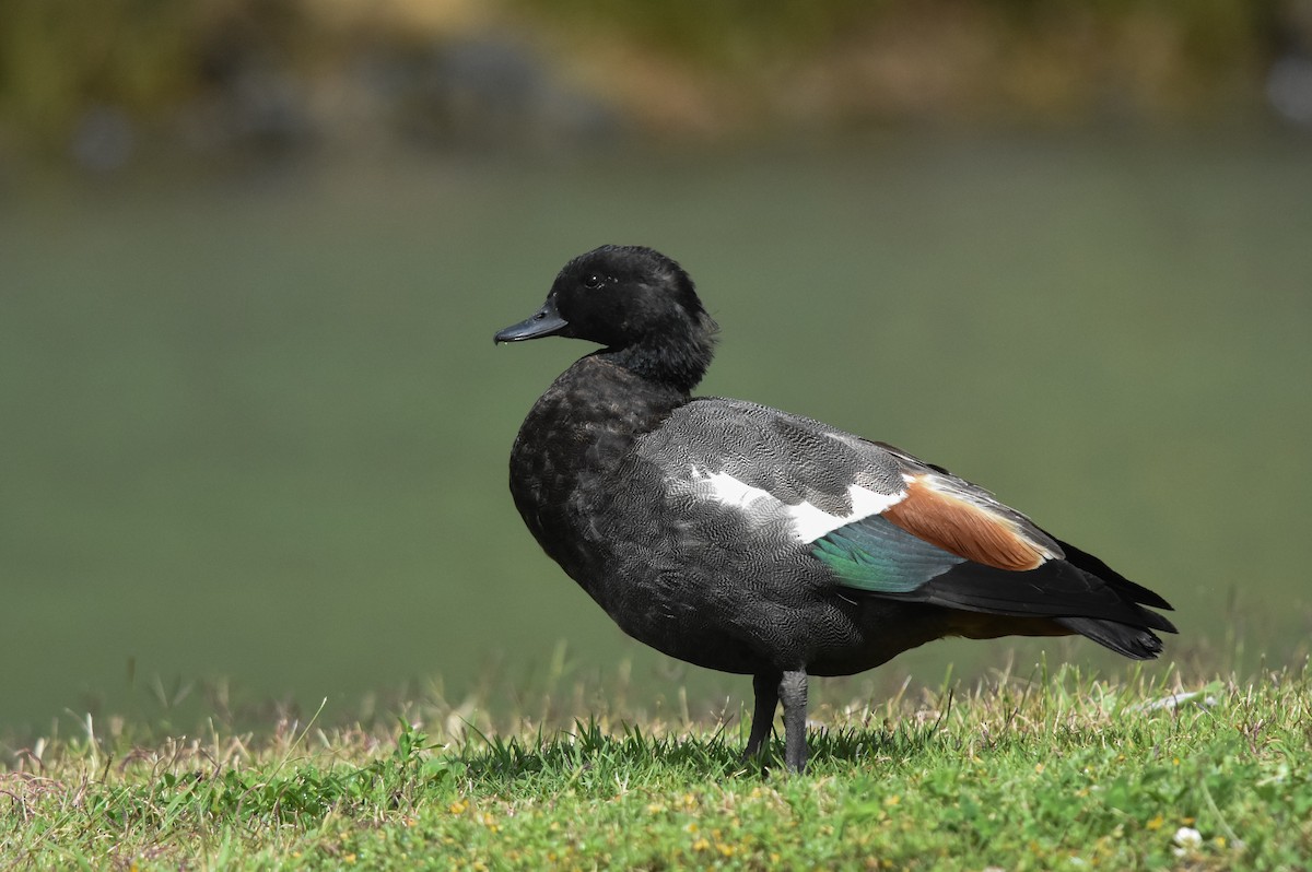 Paradise Shelduck - Daniele Mitchell