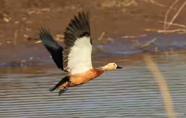 Ruddy Shelduck - ML86720791