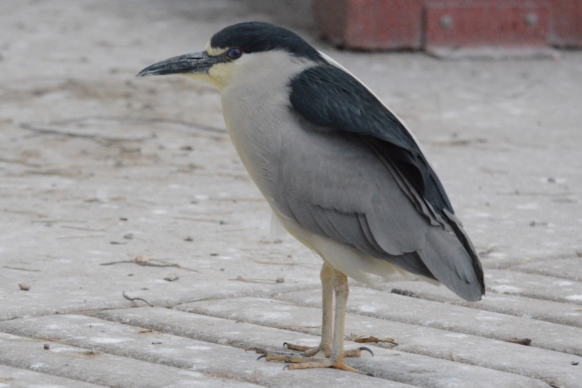 Black-crowned Night Heron - Tim Johnson