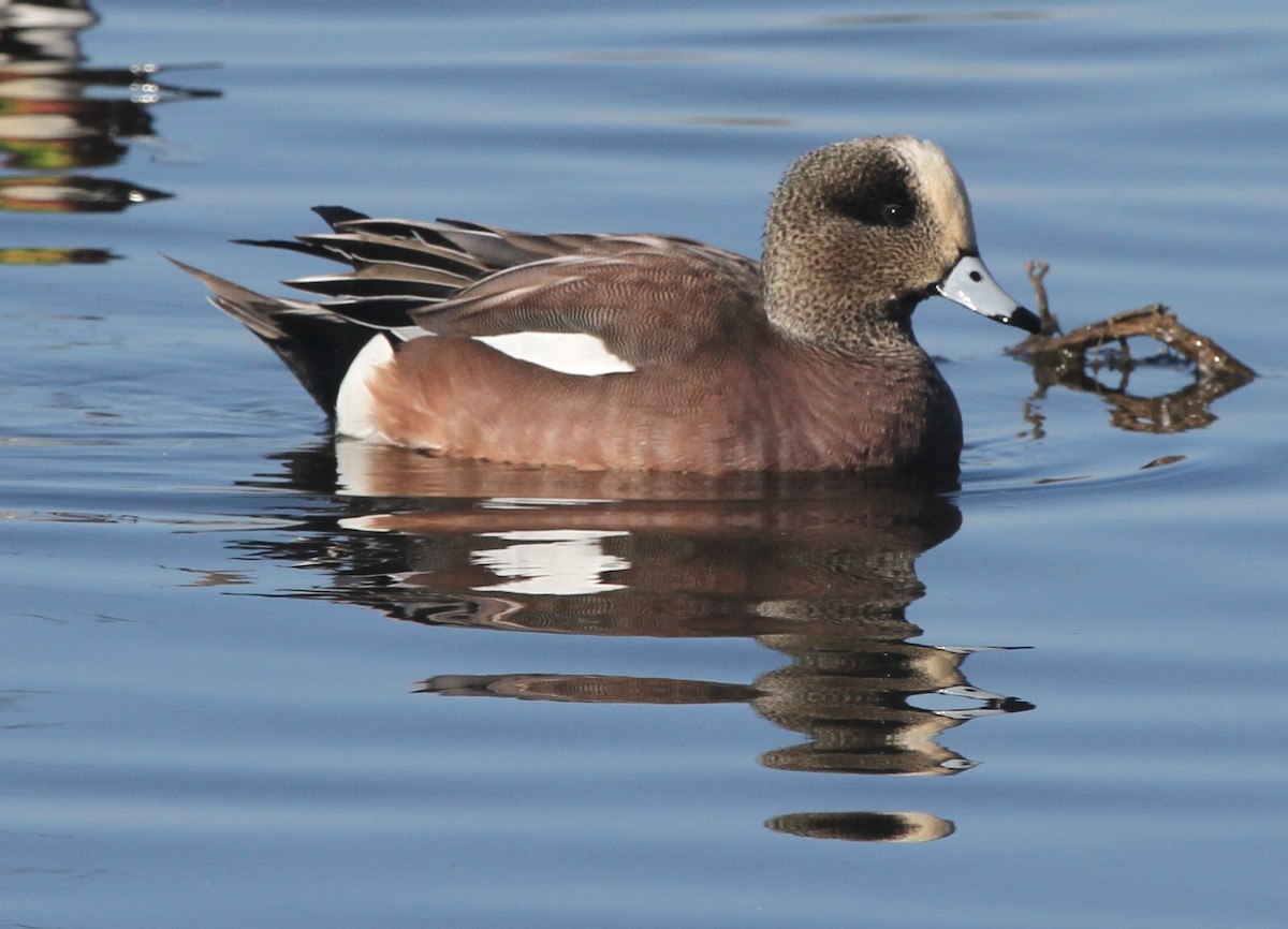 American Wigeon - James (Jim) Holmes