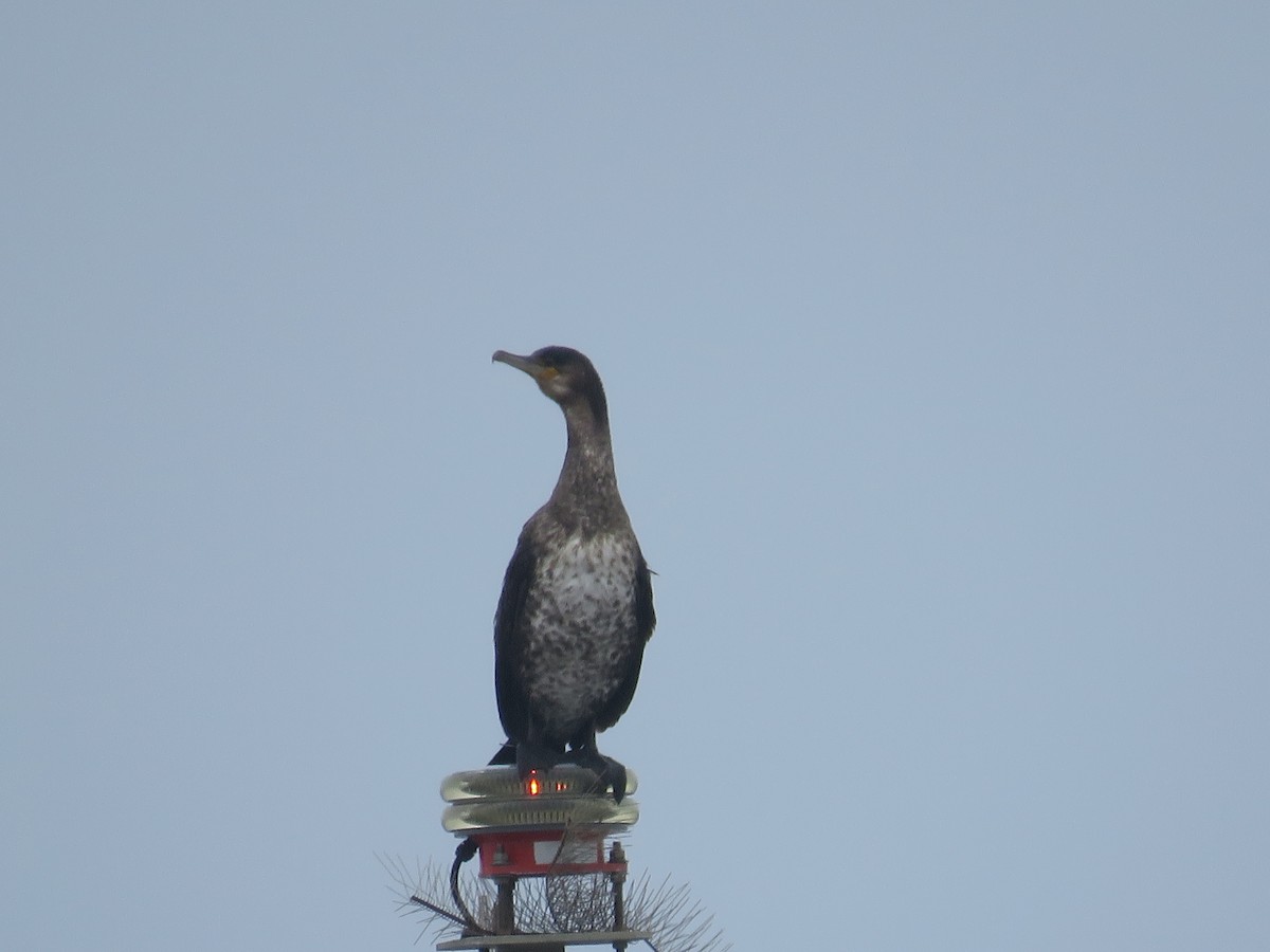 Great Cormorant - ML86722801