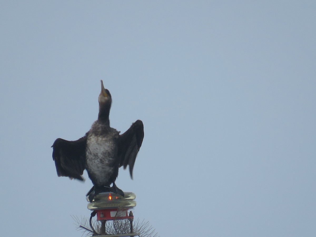 Great Cormorant - ML86722821