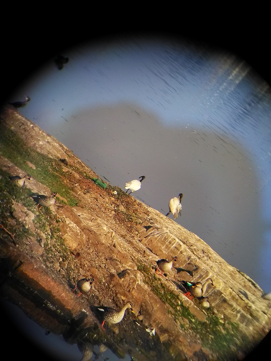 Ibis à tête noire - ML86722871