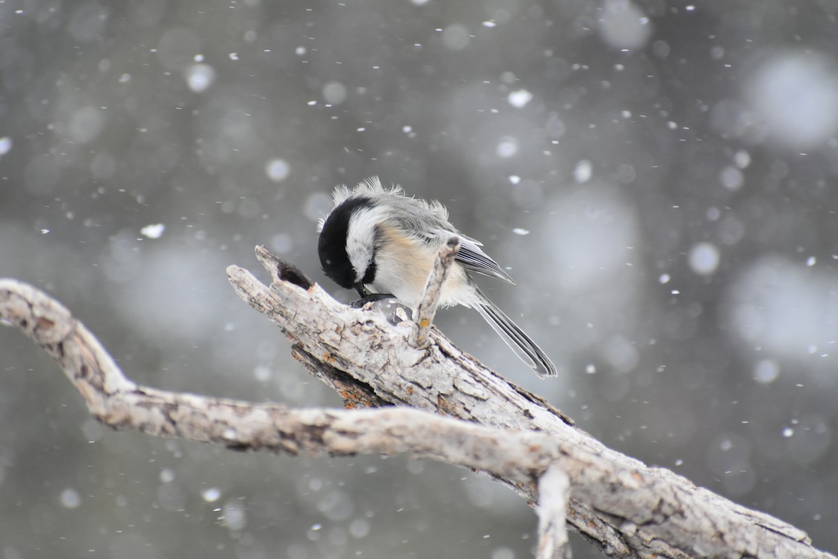 Black-capped Chickadee - ML86723011