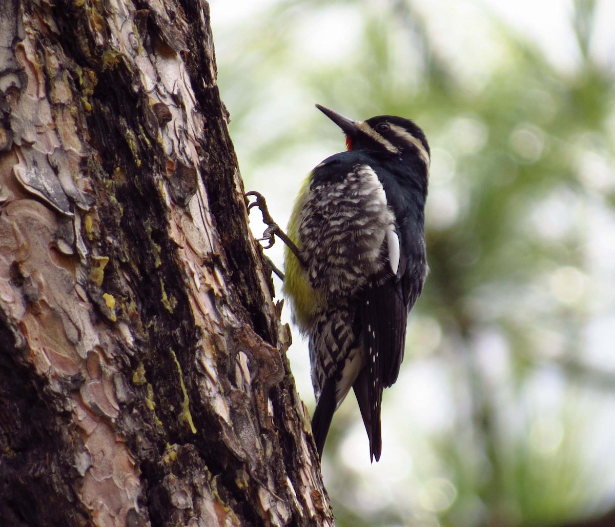 Williamson's Sapsucker - ML86723421