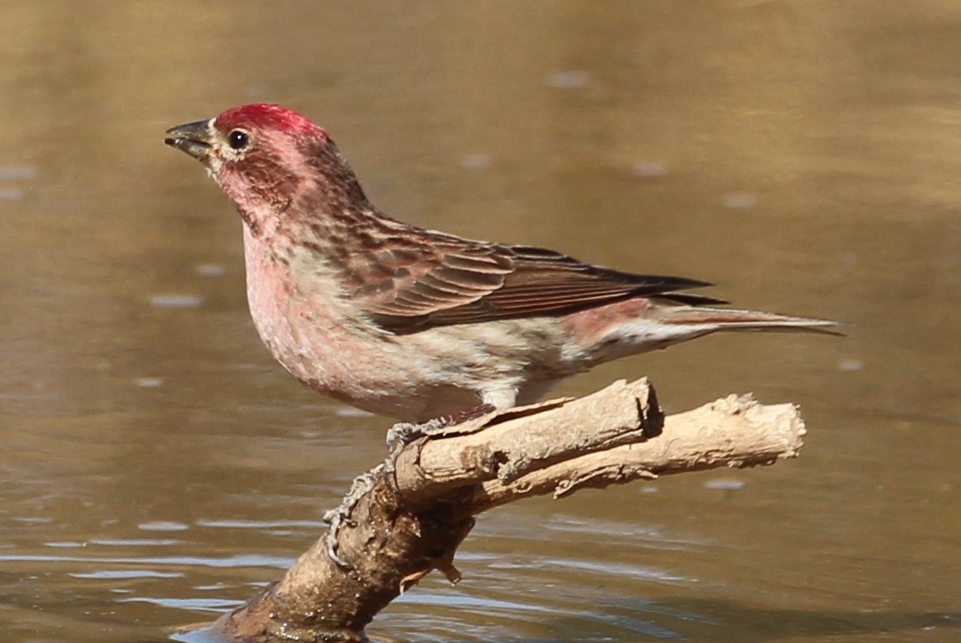 Cassin's Finch - ML86723951