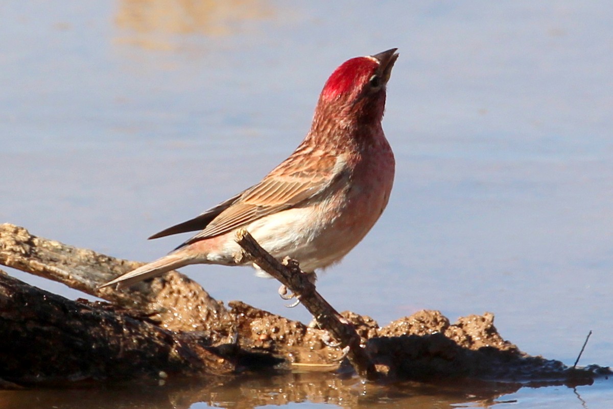 Cassin's Finch - sam hough