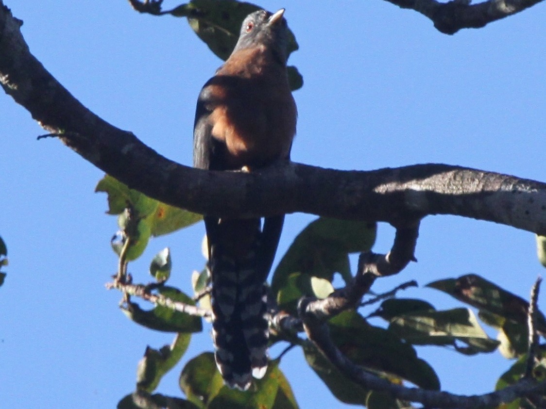 Fan-tailed Cuckoo - ML86725181