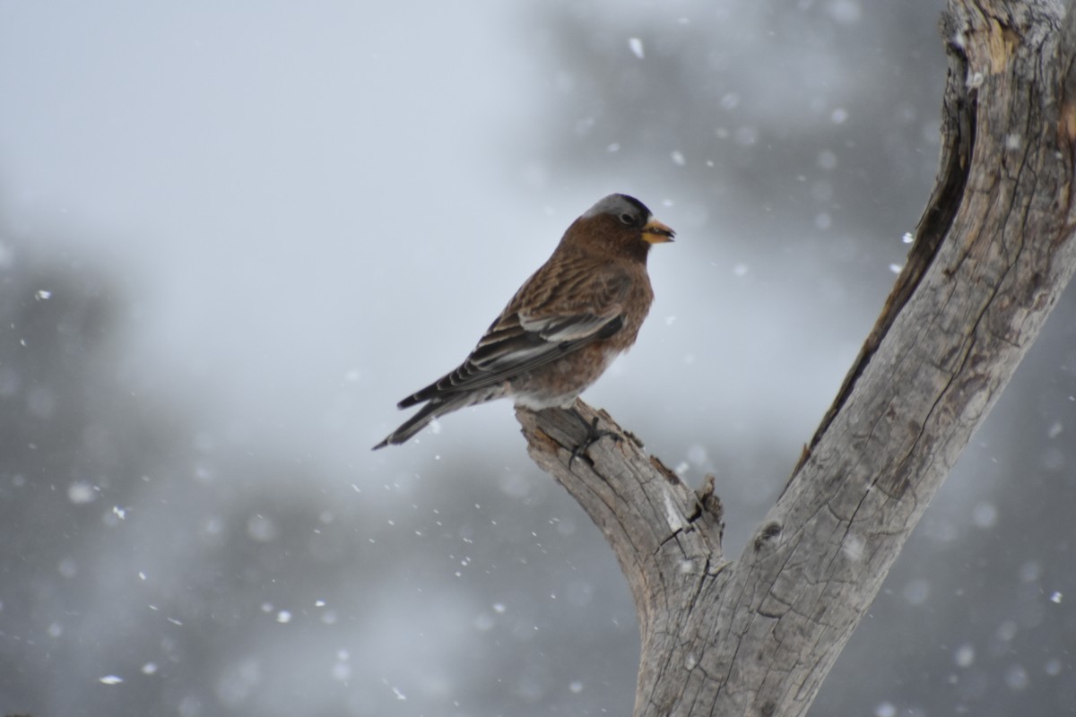 Gray-crowned Rosy-Finch (Gray-crowned) - ML86725881