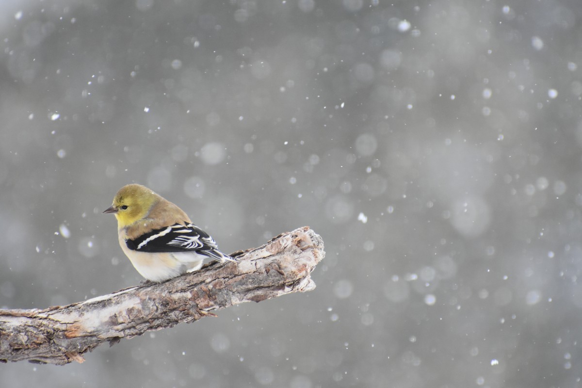 American Goldfinch - ML86726271