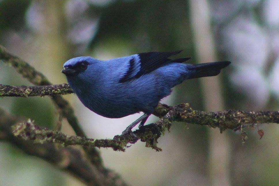 Blue-and-black Tanager - ML86726301