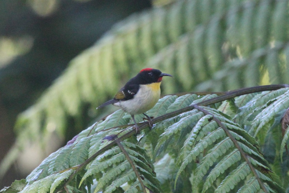 Orange-breasted Myzomela - James (Jim) Holmes