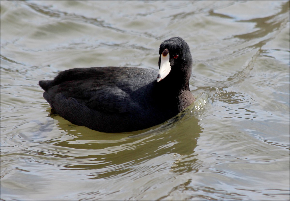 American Coot - cammy kaynor