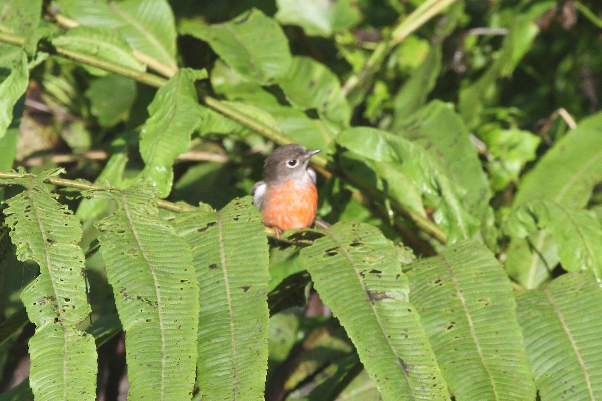 Petroica del Pacífico - ML86728111