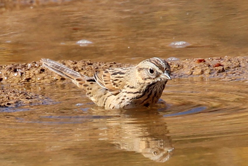 Lincoln's Sparrow - sam hough