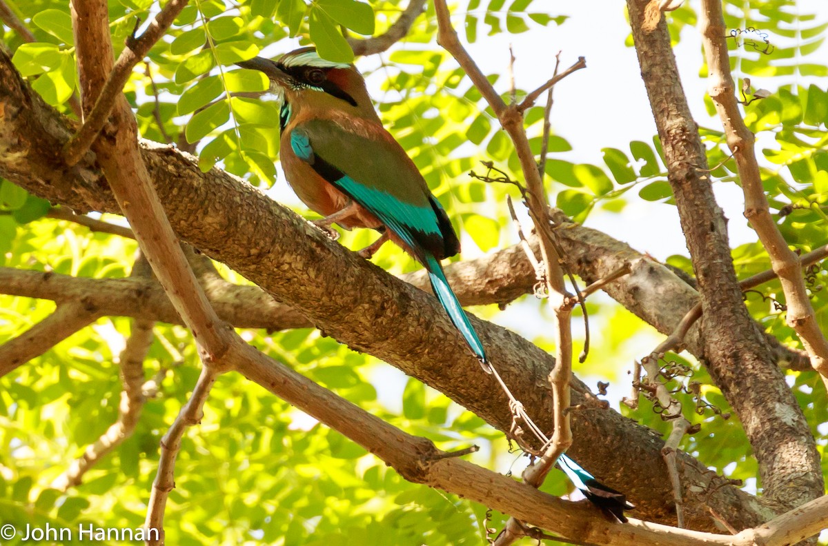 Motmot à sourcils bleus - ML86729161